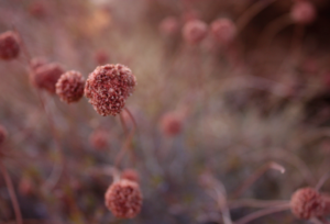 Flower, (Mojave Desert), digital photograph